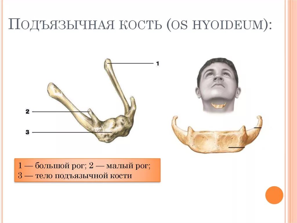 Большие и малые рога на латинском