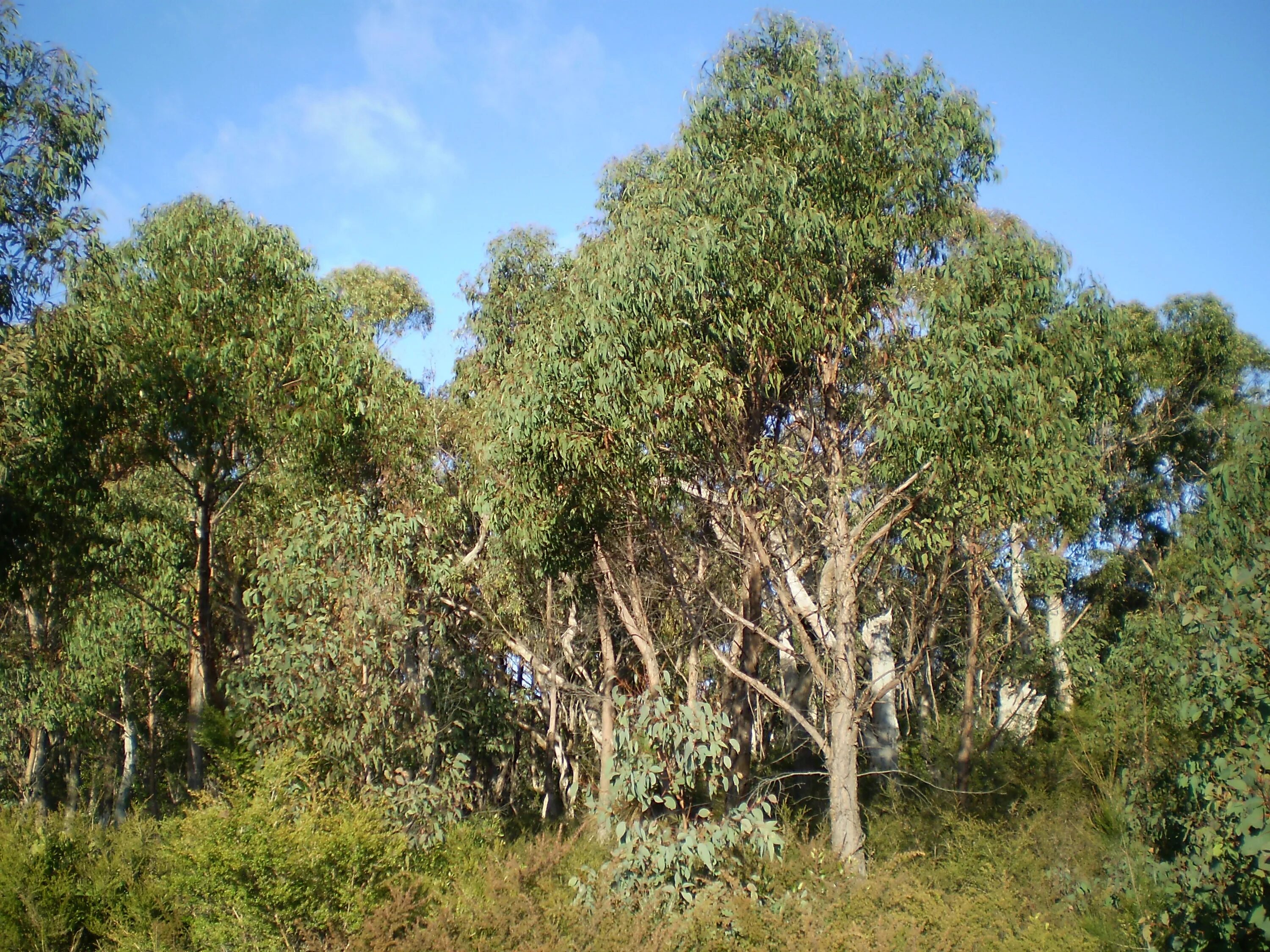 Австралийский эвкалипт дерево. Австралийский царственный эвкалипт. Эвкалипт в Австралии. Растения Австралии эвкалипт.