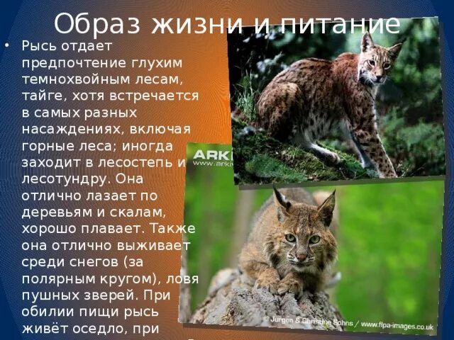 На каком материке живет рысь. Рысь в тайге описание. Рысь образ жизни. Сообщение о рыси. Рысь Тайга доклад.