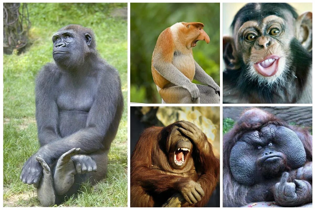 Что отличает от обезьян. Человекообразные обезьяны гориллы. Эмоции обезьян. Эмоции животных в рисунках и фотографиях. Человекоподобные приматы.