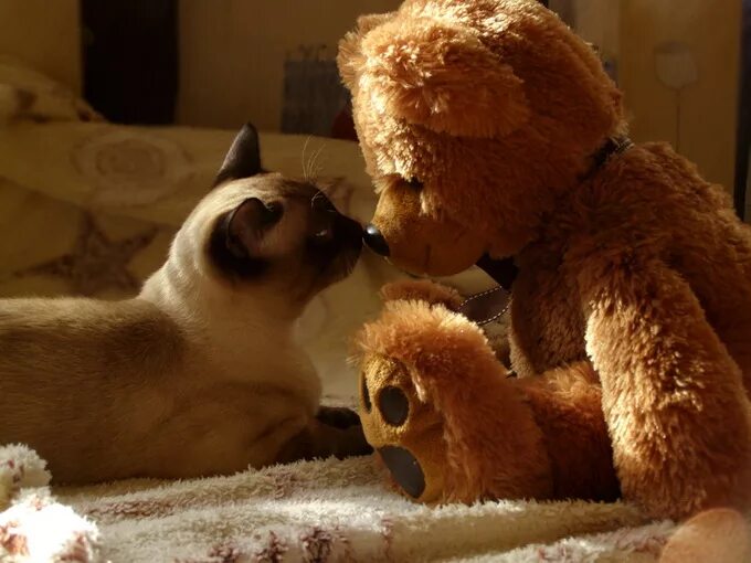 мишка и котик. мишка и котик. мишки обнимаются. мишка и котик. мишка и котенок.