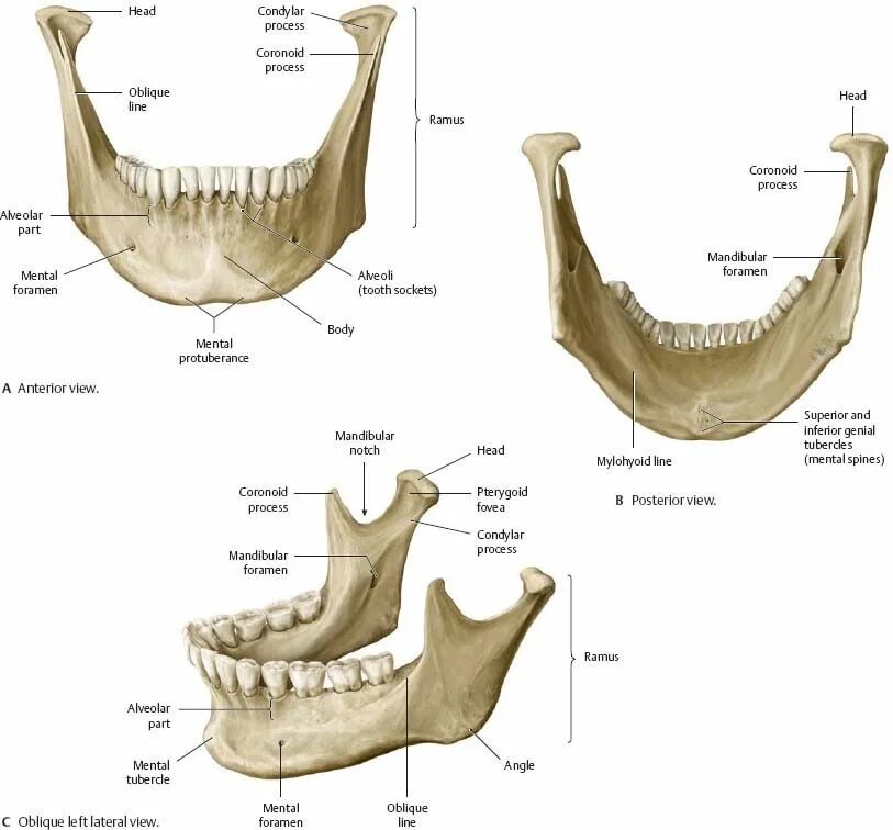 Нижняя челюсть анатомия строение кости. Нижняя челюсть кость анатомия человека. Нижняя челюсть вид сбоку анатомия. Ramus mandibulae. Челюсть на английском