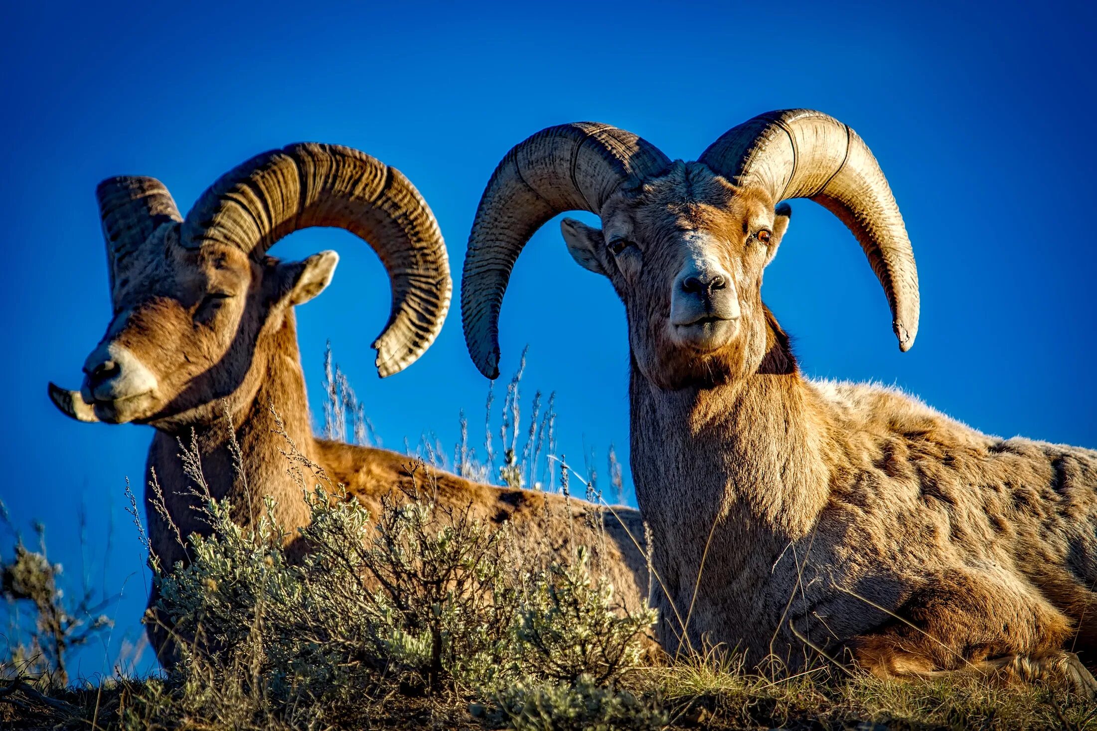 Rams horn