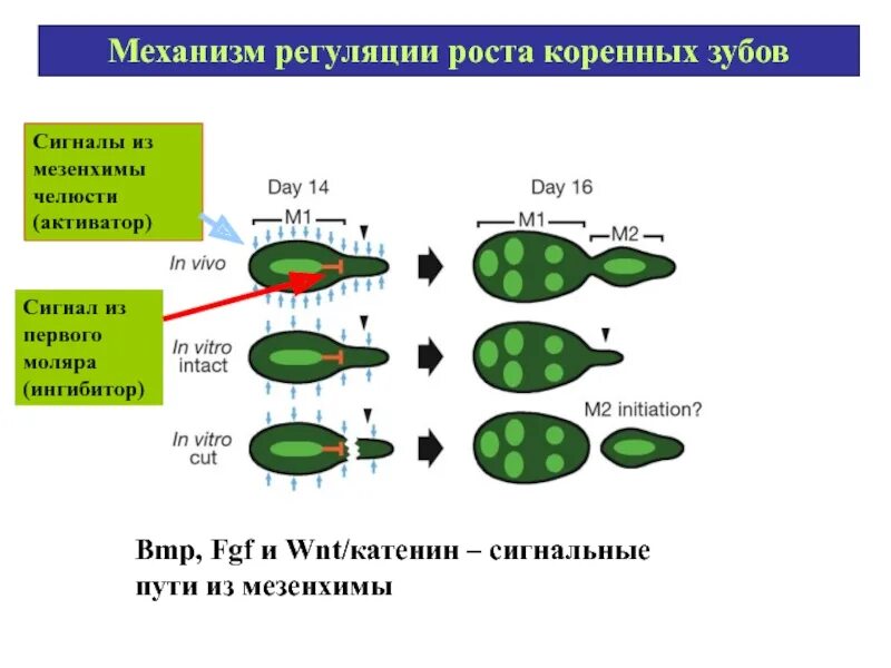 Теория морфогенетических полей. Морфогенетические корреляции. Морфогенетические поля это в биологии. Морфогенетический белок (bmp).