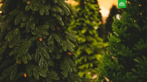 Председатель Национального союза защиты прав потребителей Павел Шапкин расс...