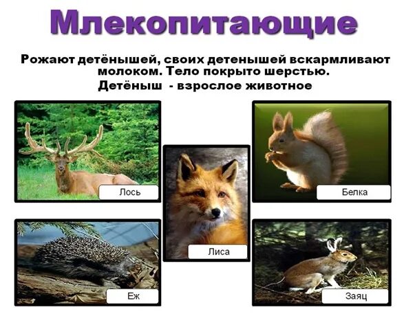 Млекопитающие список. Млекопитающие для детей. Список млекопитающих животных. К млекопитающим относятся. Список млекопитающих животных.