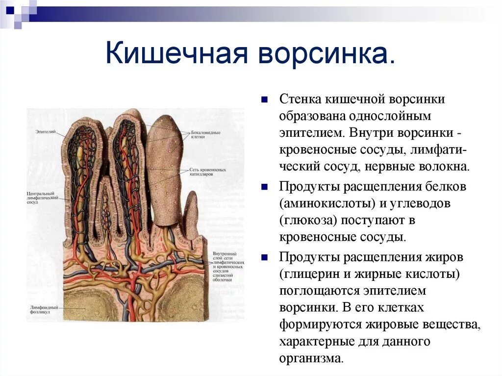 Кишечные ворсинки характерны для