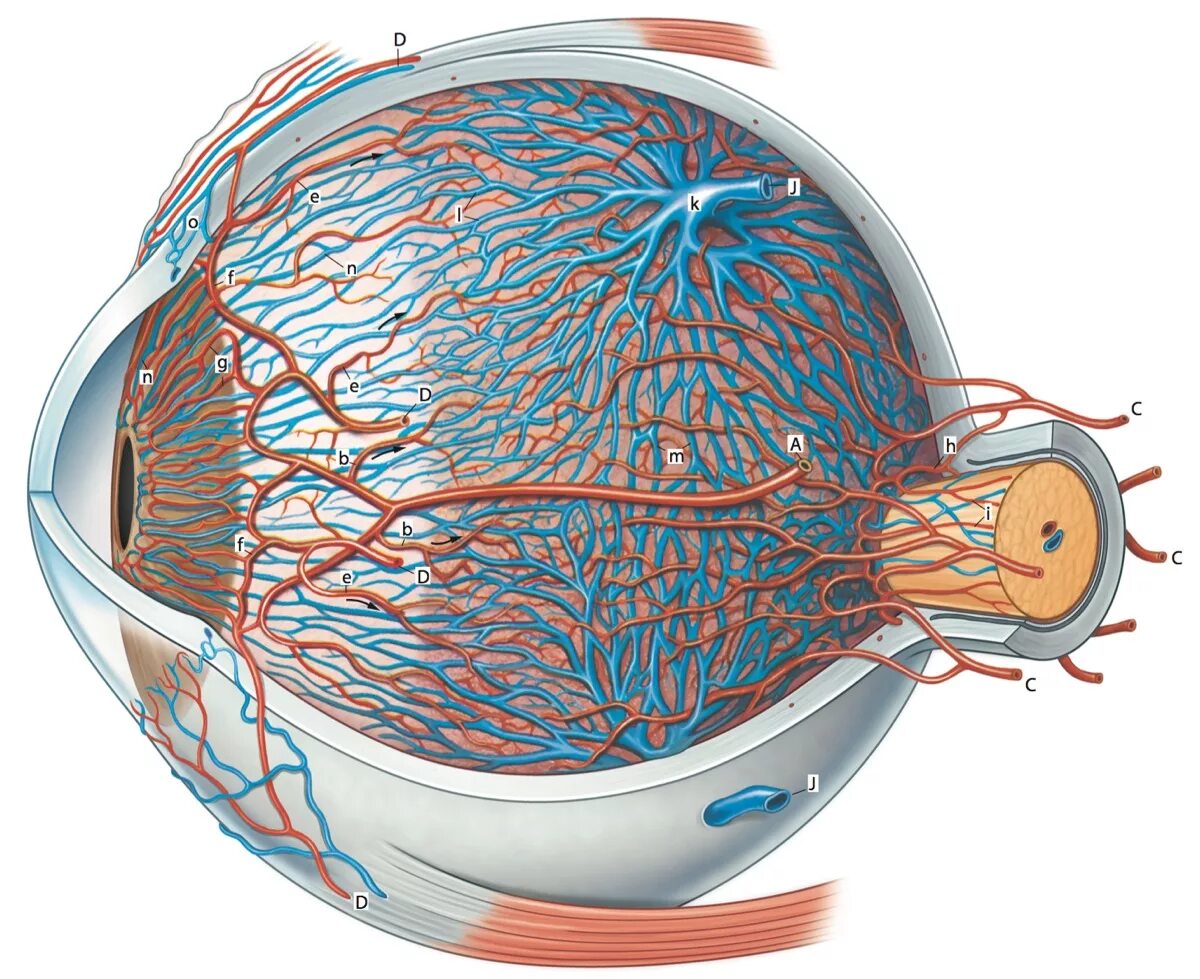Кровообращение зрения. Хориоидея анатомия. Анатомия увеальный тракт глаза. Глаз анатомия сетчатка кровоснабжение. Кровоснабжение глазного яблока.