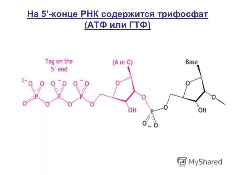 Структура молекулы т рнк. Содержит урацил. Функции ирнк трнк ррнк. В днк углеводный компонент состоит. Особенности структурной организации генома вирусов.