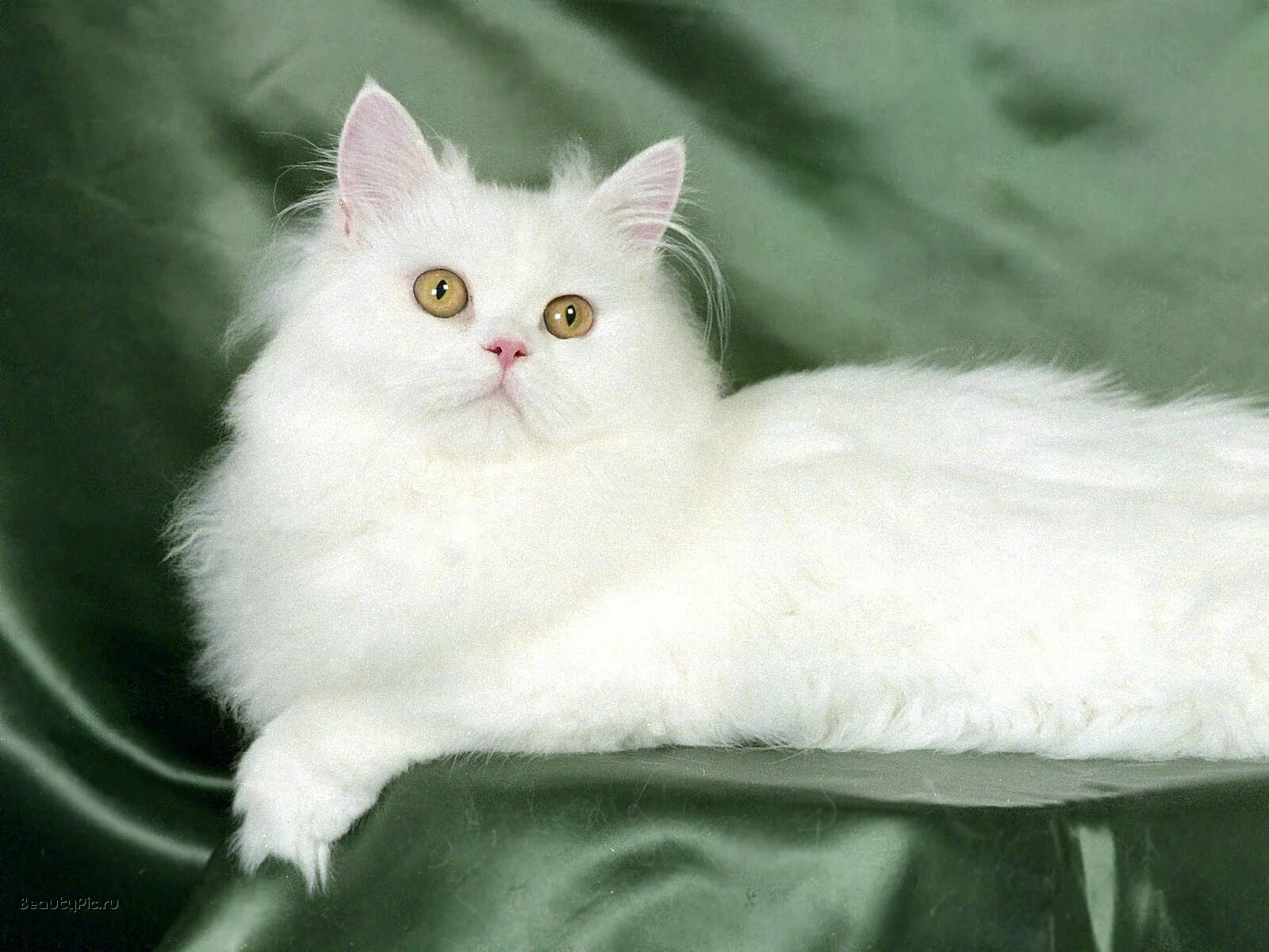 Как называется белая порода кошек. Сибирская ангорская кошка белая. Ангорская шиншилла кошка. Британская длинношёрстная кошка белая. Рагамаффин белый.