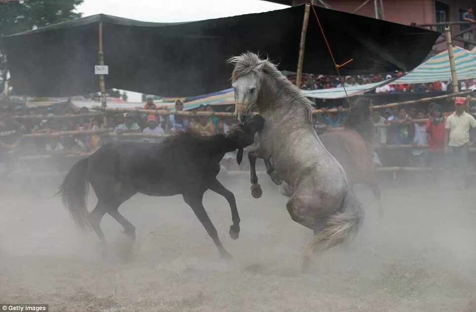 Лошади дерутся. Horse fight. Horse fight. Horse fight. Horse fight.
