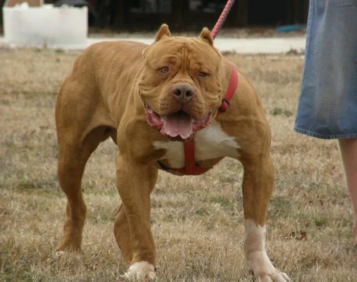 American Bully on Instagram: "Owned by @megabuiltbullies #americanbully #america