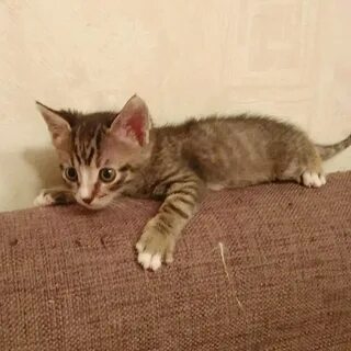 4 5 месяцев котенку