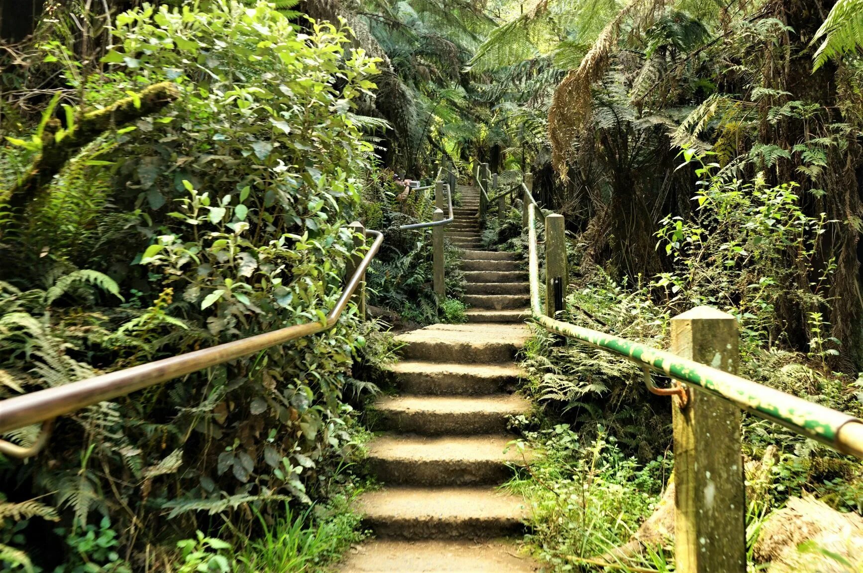 Национальный парк Данденонг. Национальный парк Данденонг в Австралии. Золотая лестница steep steps фото. Фото названия национальный парк Данденонг в Австралии. Thousand steps