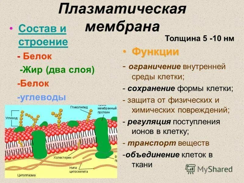 Строение и функции плазматической. Плазматическая мембрана строение органоида. Структура клетки плазматическая мембрана. Плазматическая мембрана клетки строение и функции. Функции плазматической мембраны растительной клетки 5 класс.