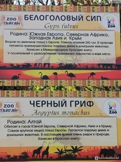 Азия белогорск
