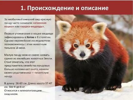 Охраняемые Животные России - 46 фото