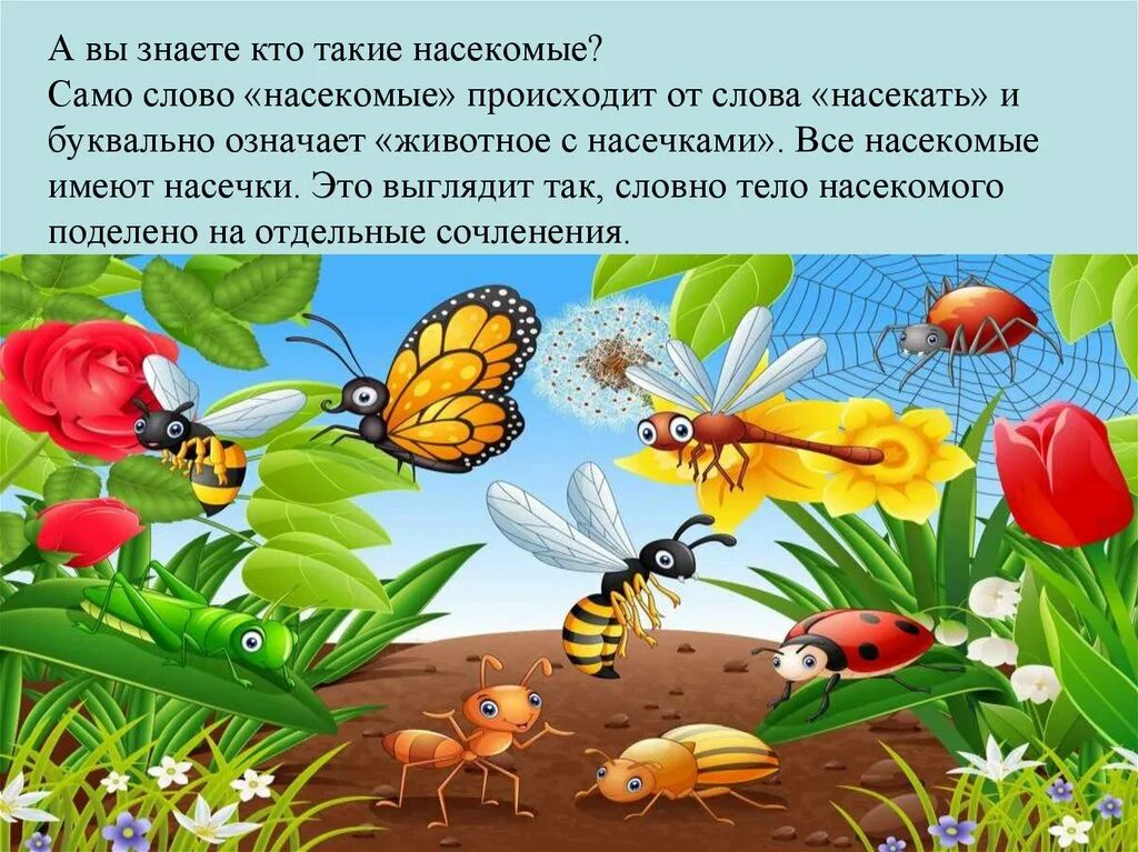 Тема насекомые в доу. Насекомые для дошкольников. Насекомые для ДОШКОЛЬНИКЛ. Мир насекомых для дошкольников. Занятия с детьми на тему насекомые.