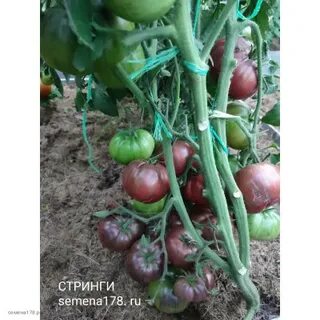 Томат гном стринги описание отзывы характеристика