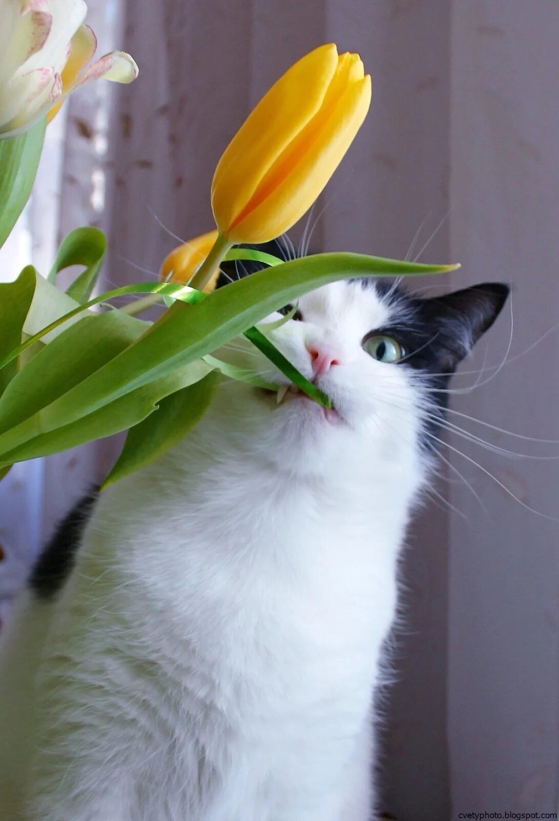 Кот и цветы. Кот с цветами. Кот с тюльпанами. Котик с цветочком. Котик с тюльпанами