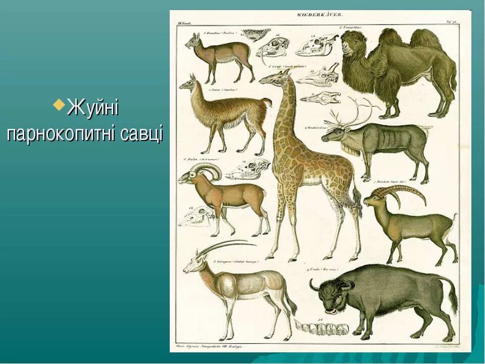 Отделы жвачных парнокопытных. Отряд парнокопытные жвачные. представители жвачных парнокопытных. парнокопытные конечности. отряд парнокопытные строение.