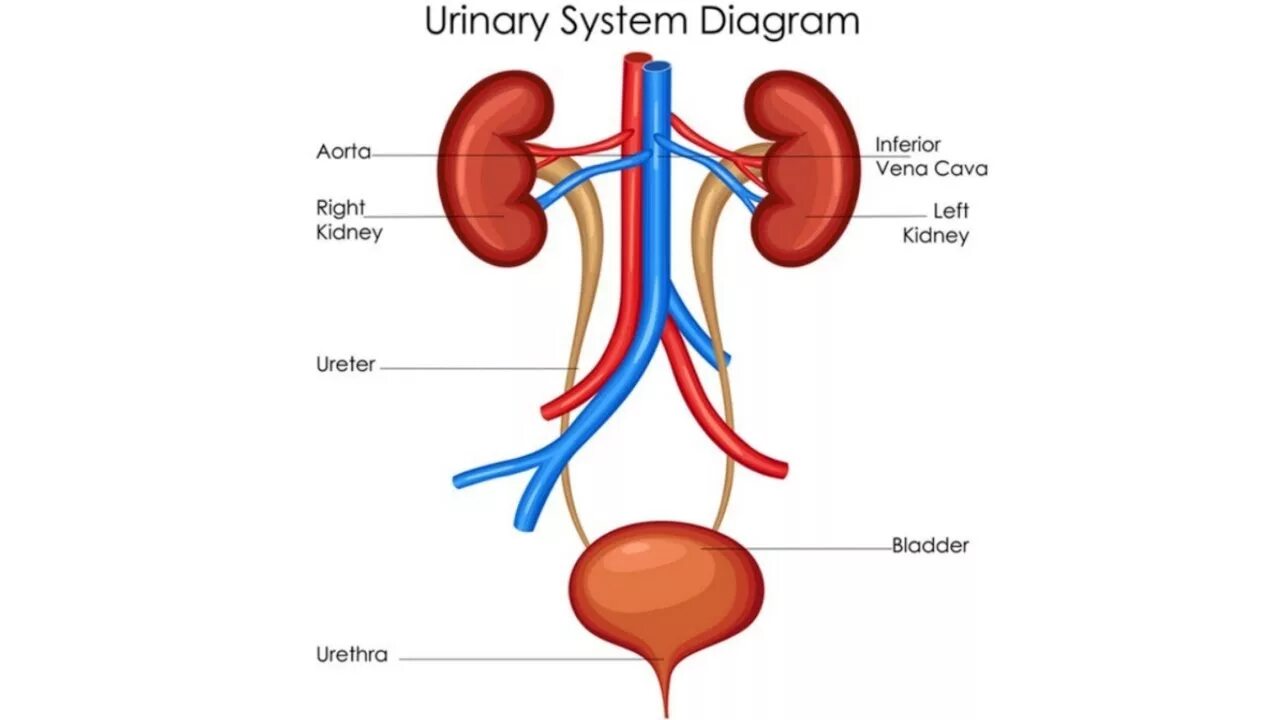 Urinary system. Выделительная система человека. Urinary Excretory System. Мочевыделительная система на английском. Мочевыделительная система человека на английском.