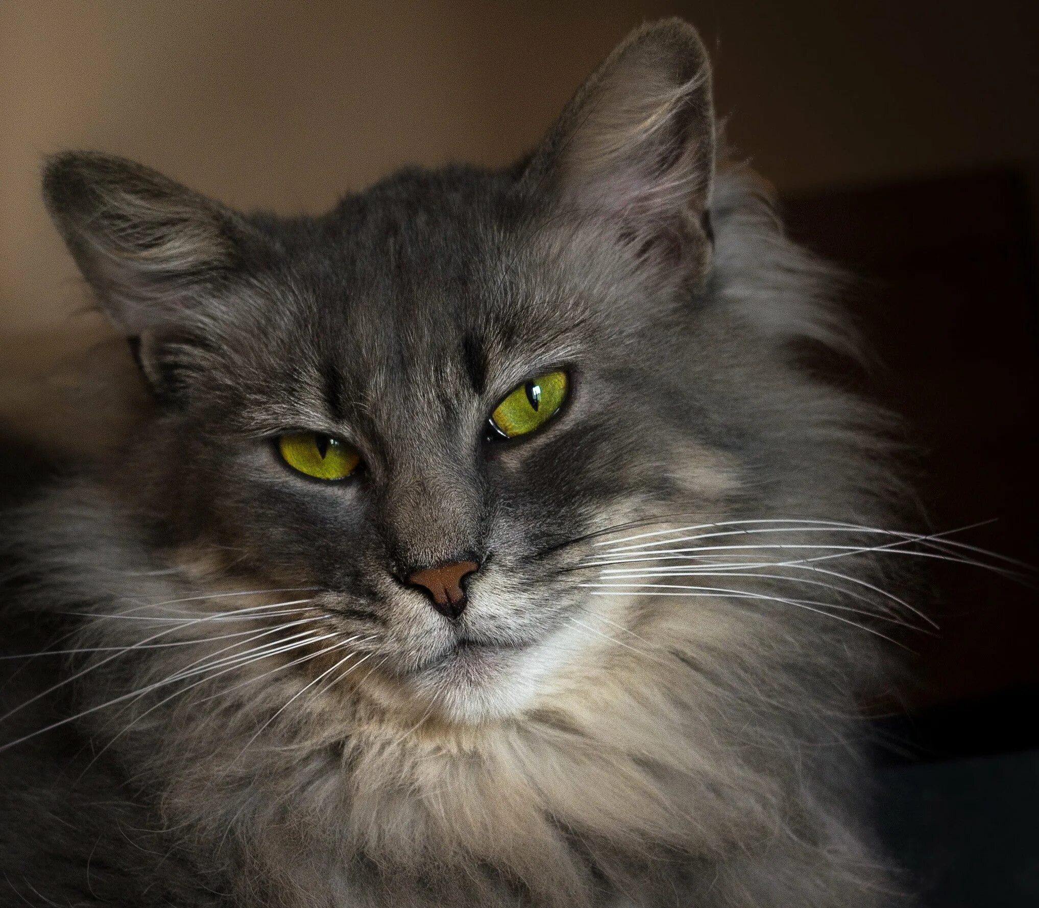 Нибелунг (порода кошек). Черная кошка. Сибирский нибелунг длинношерстный кошка. Нибелунг длинношерстная. Пушистую с зелеными глазами.