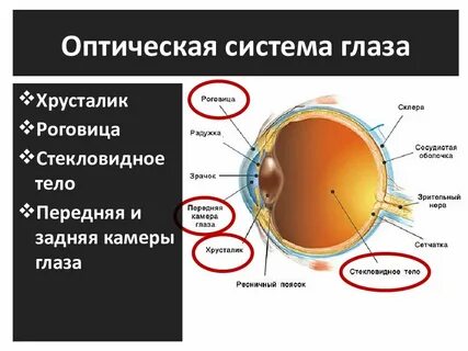 Зрительный анализатор строение глаза оптическая система глаза