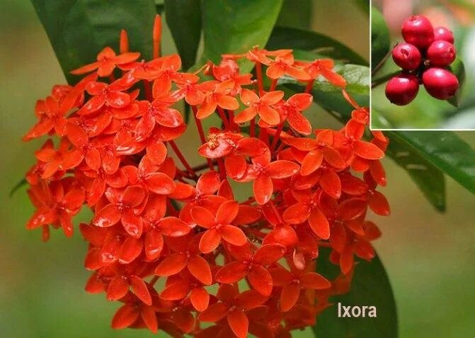 Иксора диагностические работы. Иксора куст. Иксора коралловая. Иксора цветок. Иксора желтая цветок.