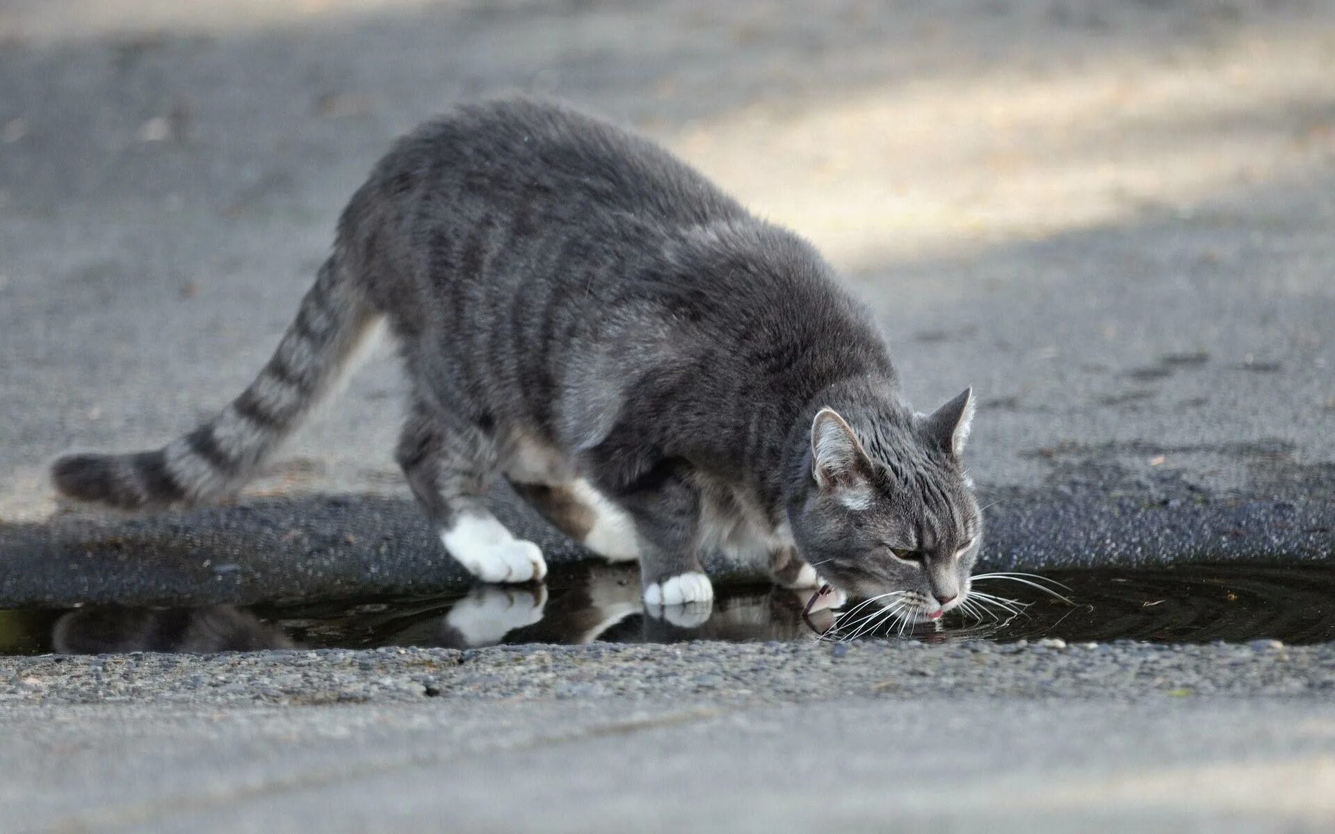 Кот ушел из дома весной. Уличные коты. Бездомные кошки. Дворовые кошки. Серый кот на улице.