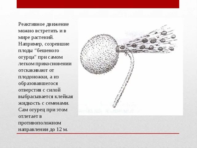 Шум от движения легкого. Бешеный огурец реактивное движение. Реактивное движение у растений. Реактивное движение растения бешеный огурец. Реактивное движение в растительном мире.