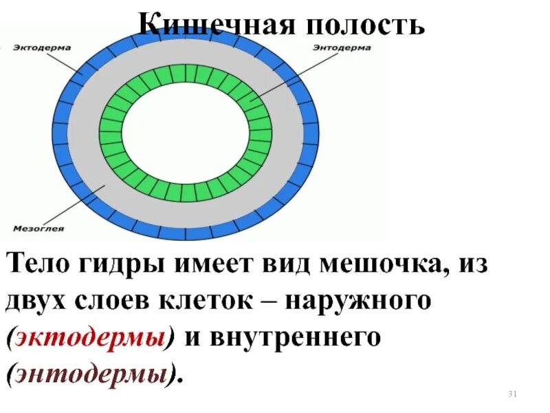 Полость тела функции. Кишечная полость у червей. полости организма кишечная полость полости тела. кишечная полость это в биологии. кишечная полость у плоских червей.