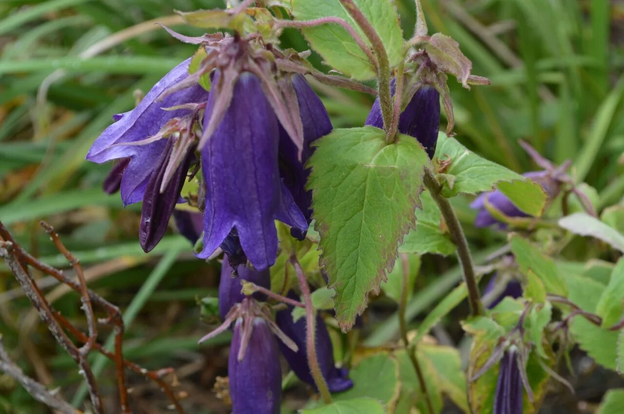 Колокольчик точечный "Purple Sensation". Колокольчик точечный "Purple Sensation" (Campanula punctata). Колокольчик точечный перпл Сенсейшн. Колокольчик гибридный 'Purple Sensation'.