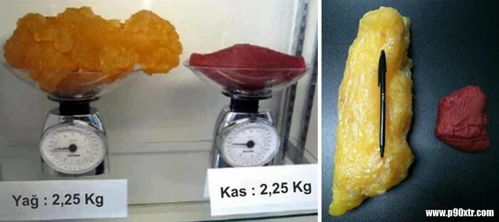 Литр жира сколько. Килограмм жира и килограмм мышц.
