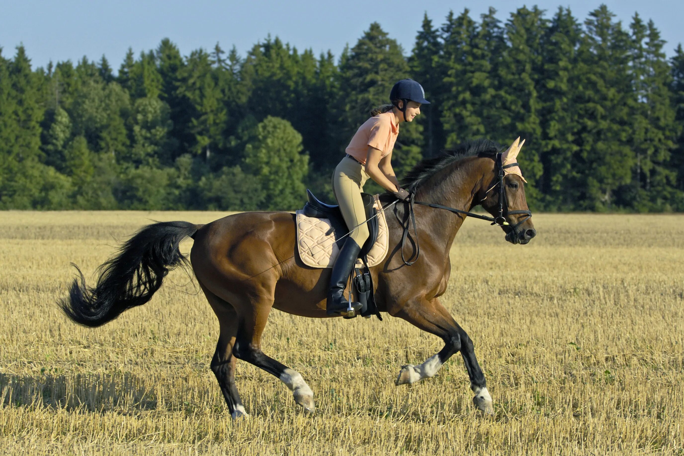 Horse sport. Эквестриан конный спорт. Верховая езда. Спортивные лошади. Верховая езда на лошади.