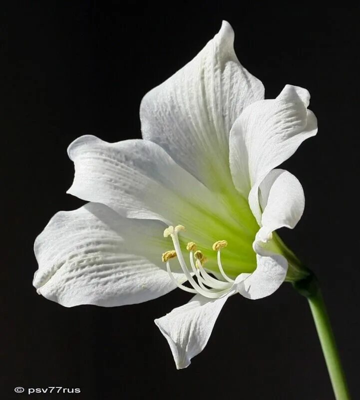 Ноги белый цветок. Гиппеаструм белый. Гиппеаструм Уайт. Hippeastrum johnsonii (White Flower)(log in:Hippeastrum SPP.). Семейство Амариллисовые.