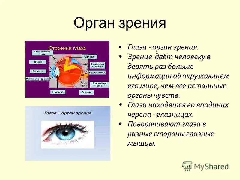 Орган чувств описание. Органы чувств глаза. Орган зрения кратко. Органы чувств человека зрение. Зрение орган чувств глаз.