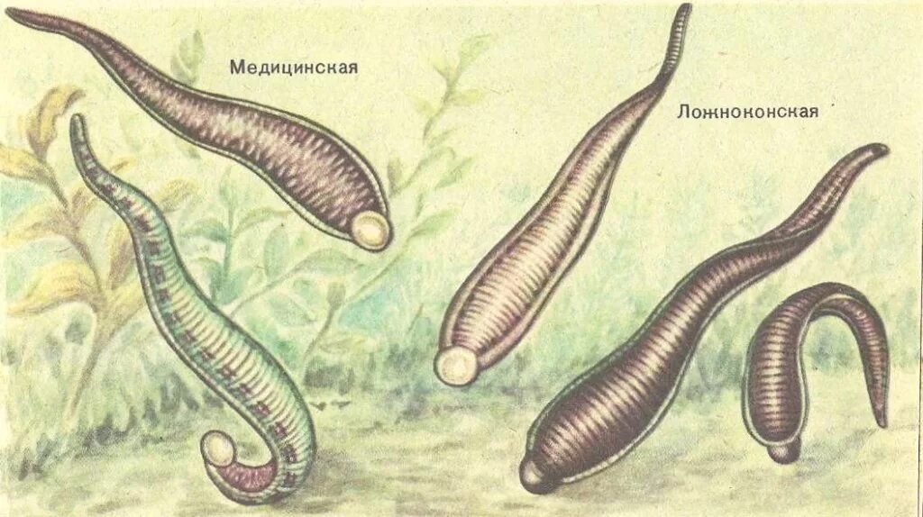 П явка. Большая Ложноконская пиявка семейство. Пиявки кольчатые черви. Малая Ложноконская пиявка. Пиявка кольчатый червь.