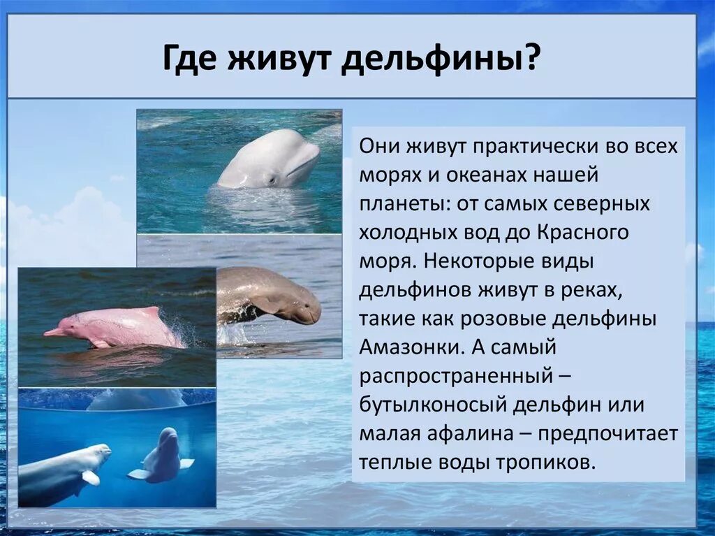 Атлантический белобокий дельфин ареал обитания. Место обитания дельфинов. Место обитания дельфинов. Место обитания дельфинов. Дельфин отряд млекопитающих.