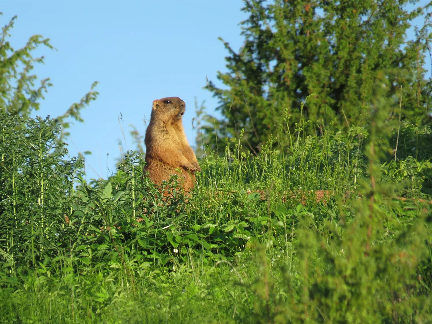 Звери ростовской области. Сурок-Байбак. Сурок Степной, Байбак (Marmota Bobak). Большой суслик Байбак. Суслик Байбак в Ростовской области.