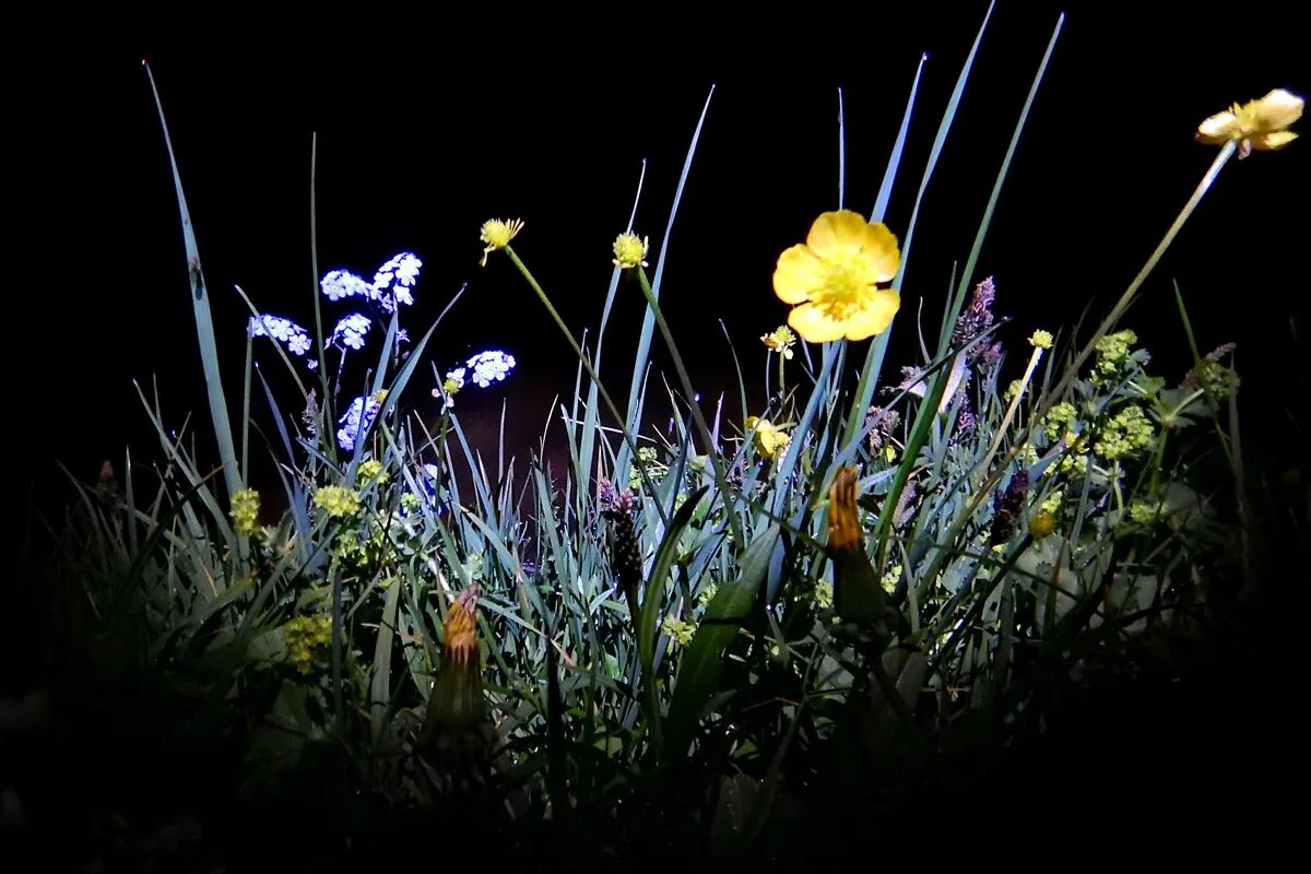 В марте день с ночью. Цветы ночью. Весенние цветы ночью. Полевые цветы вечером. Цветы вечером.