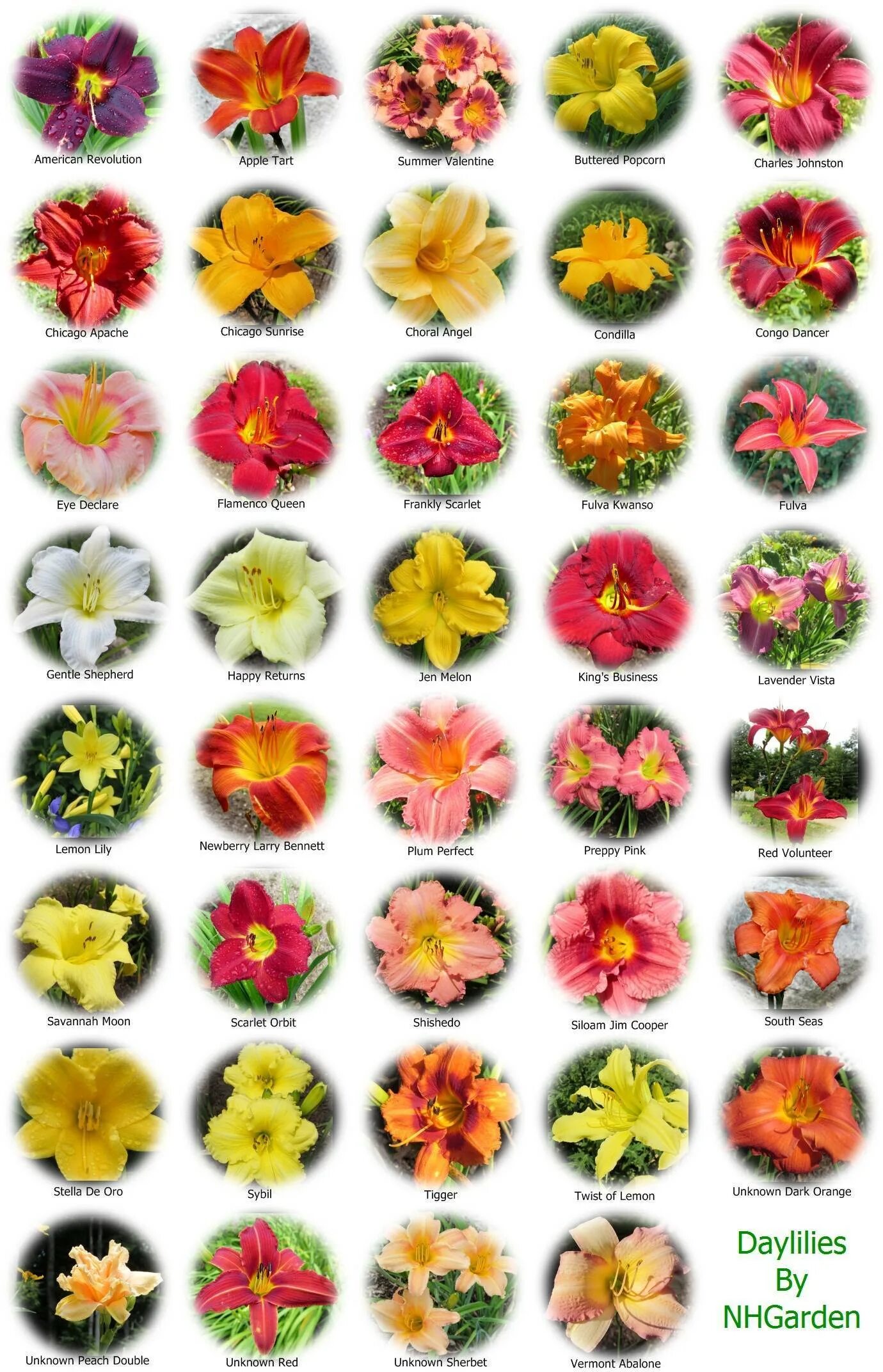 Цветы названия. Название всех видов цветов. Разные формы цветов. Названия цветов растений.