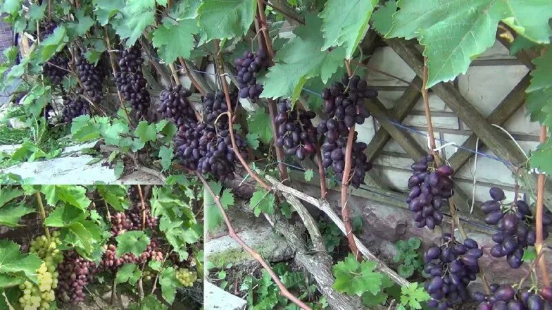 обрезка винограда осенью татьяна огородница. виноград мускат беседочный. виноградник чехова. виноград рондо. чеховский виноград и сад в подмосковье.