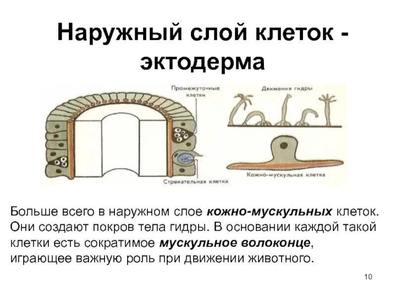 Эктодерма тип клеток. Эктодерма наружный слой. наружный слой клеток. кожно мускульные клетки гидры. кожно мускульные клетки кишечнополостных.
