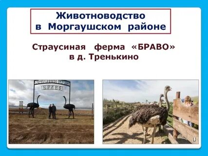 Страусиная ферма браво моргаушский