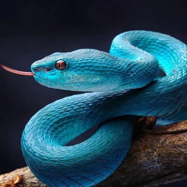 Про синюю змею. Куфия змея. Синий змей. Голубые змеи. Синие животные.