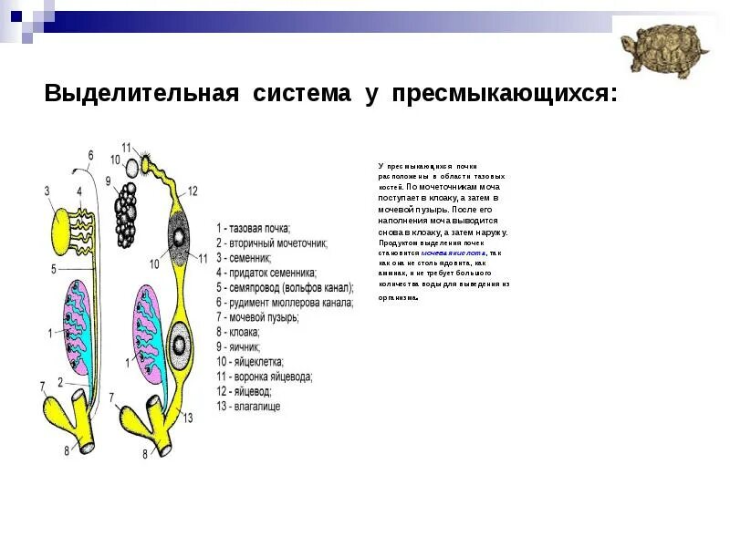 Выделения у пресмыкающихся животных. Внутреннее строение пресмыкающихся выделительная система. выделительная система рептилий схема. строение выделительной системы рептилий. половая и выделительные системы рептилии.