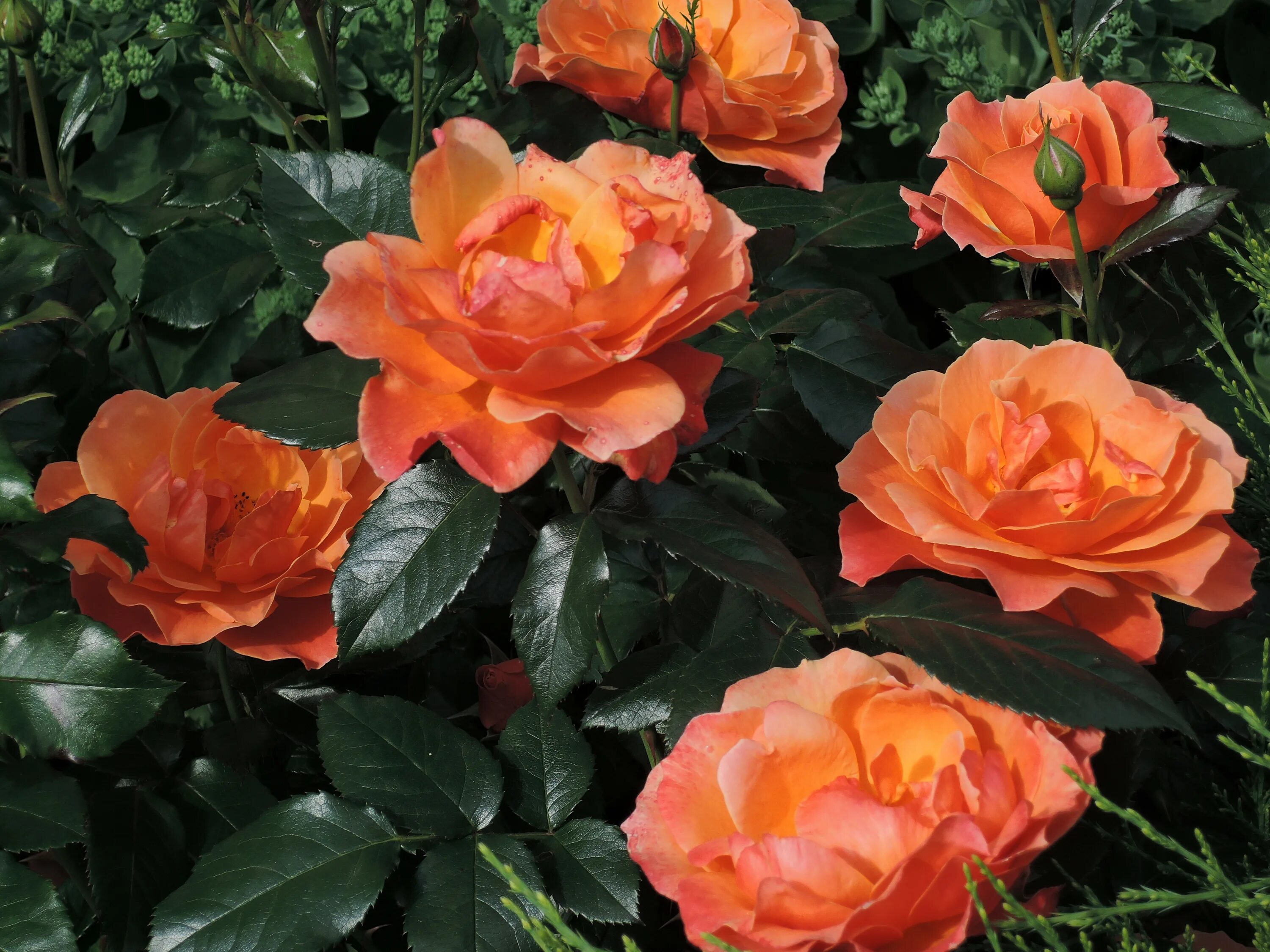 питомник роз елены иващенко питомник роз елены иващенко. каталог роз иващенко. питомник елены иващенко каталог. питомник роз полины козловой каталог на весну 2023. питомник елены иващенко каталог роз на весну 2023.