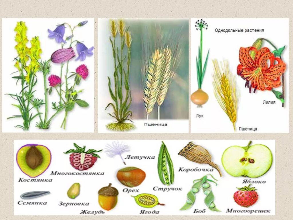 Какие цветы относятся к однодольным. Однодольные и двудольные растения примеры растений. Покрытосеменные растения класс Однодольные. Семена однодольных растений примеры. Однодольные травянистые растения.