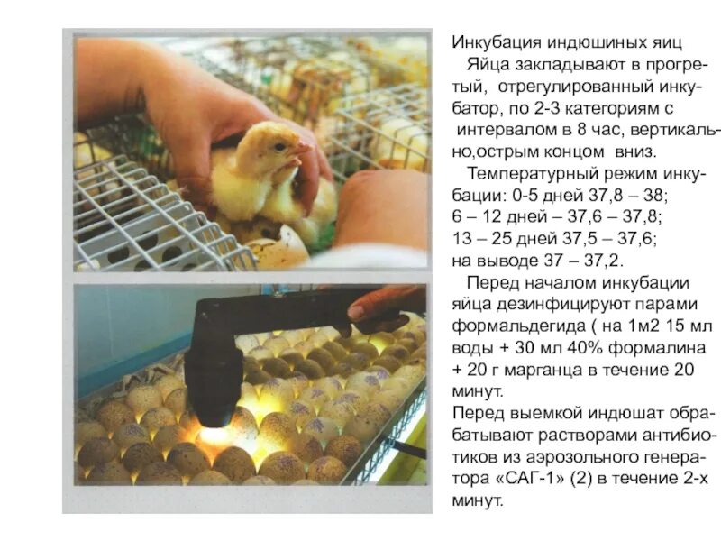Режим инкубации индюшиных яиц. Таблица вывода индюков в инкубаторе. Инкубатор для индюшиных яиц. Таблица вывода индюшат в инкубаторе. Таблица инкубации индюшиных яиц в инкубаторе